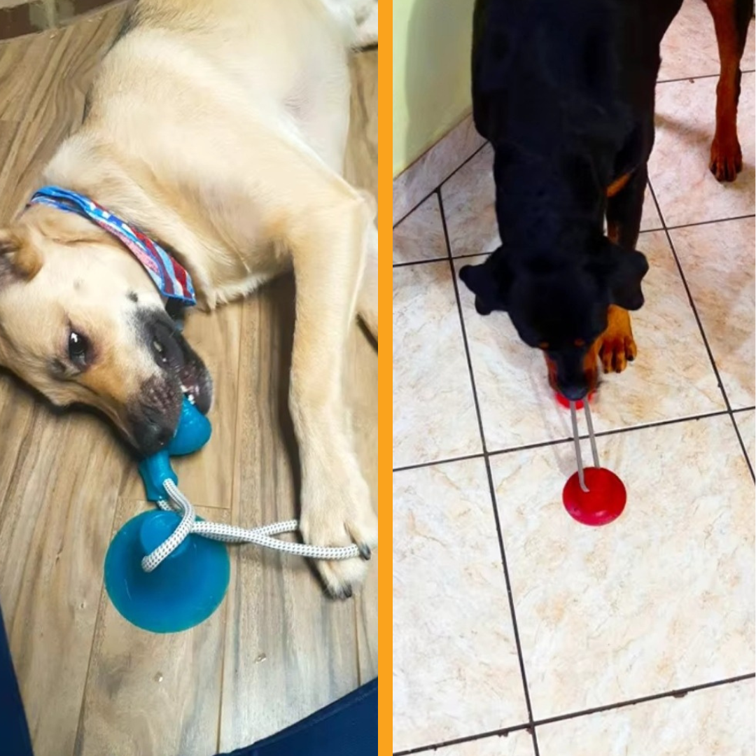 GripBall – Hundespielzeug mit Saugnapf
