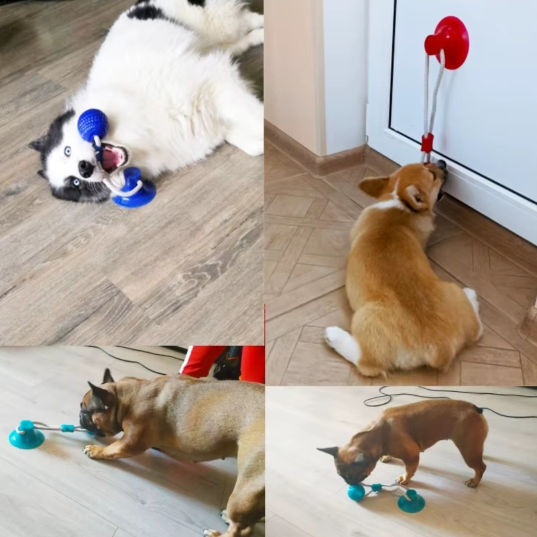 GripBall – Hundespielzeug mit Saugnapf