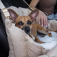 Florenz – Tragetasche mit Hundebett